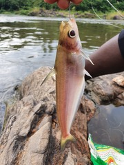 Schilbe mandibularis