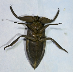 Kirkaldyia deyrolli