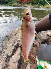 Schilbe mandibularis