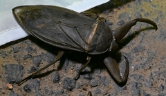 Kirkaldyia deyrolli
