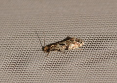 Nemapogon ruricolella