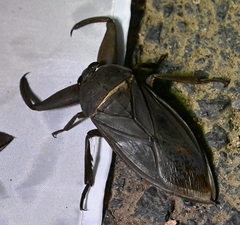 Kirkaldyia deyrolli