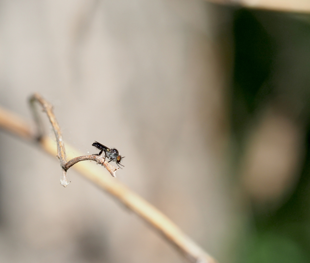 Holopogon fumipennis