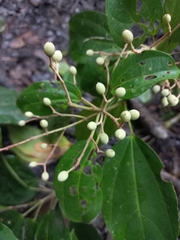 Pleuranthodendron lindenii