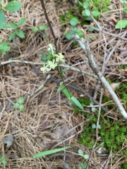 Platanthera × canbyi