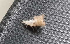 Stictocephala bisonia