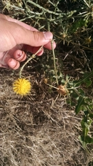 Centaurea solstitialis