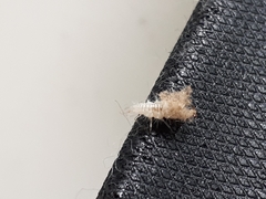 Stictocephala bisonia