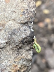 Stegania trimaculata