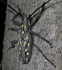 Batocera lineolata