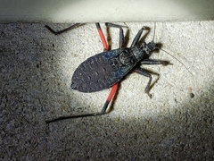 Microtomus purcis