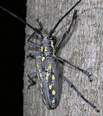 Batocera lineolata