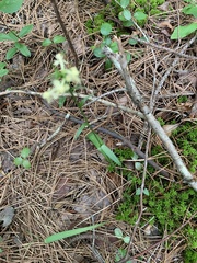 Platanthera × canbyi