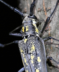 Batocera lineolata