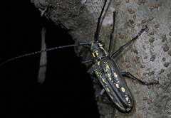 Batocera lineolata