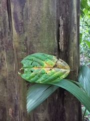 Quararibea asterolepis