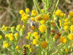 Apis mellifera