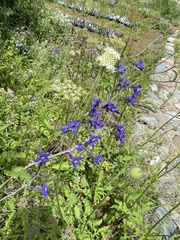 Delphinium