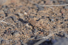 Oedipoda canariensis