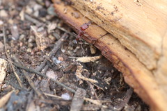 Odontomachus desertorum