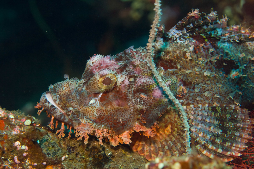 Poss' scorpionfish (Scorpaenopsis possi) — Scorpaenidae