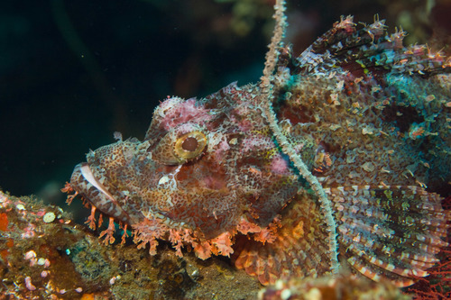 Poss' scorpionfish (Scorpaenopsis possi) — Scorpaenidae
