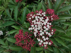 Sambucus adnata