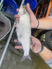 Hiodon alosoides