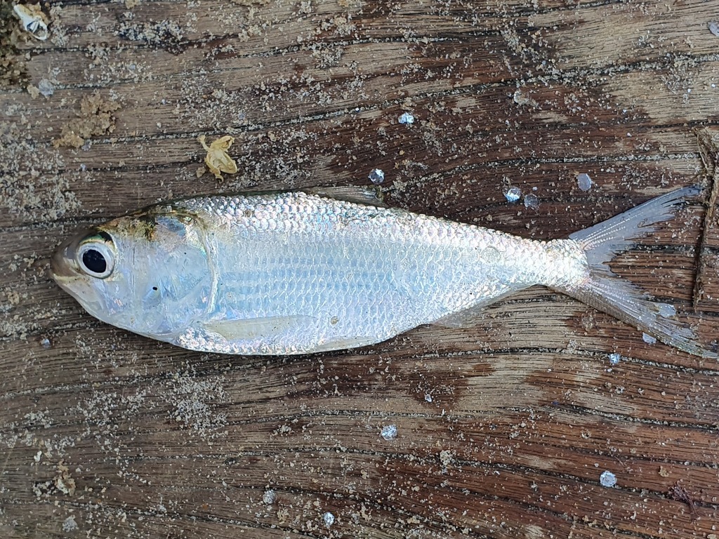 Bonga-elft (Ethmalosa fimbriata) — Clupeidae