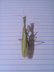 Stagmatoptera femoralis