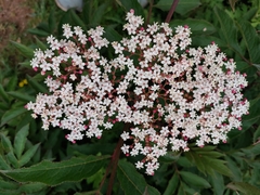 Sambucus adnata