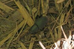 Scyphophorus acupunctatus