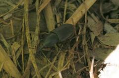 Scyphophorus acupunctatus