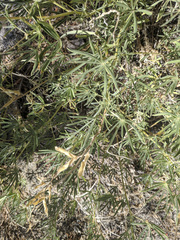 Lupinus hyacinthinus