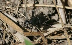 Scyphophorus acupunctatus