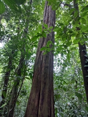 Quararibea asterolepis