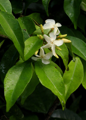 Alafia caudata