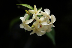 Alafia caudata