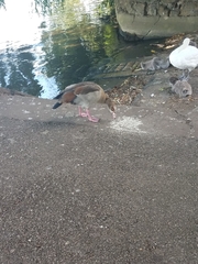 Alopochen aegyptiaca