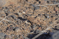 Oedipoda canariensis