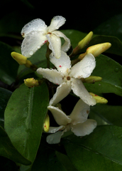 Alafia caudata