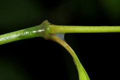 Alafia caudata
