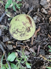 Juglans nigra