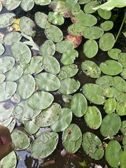 Polypedilum braseniae