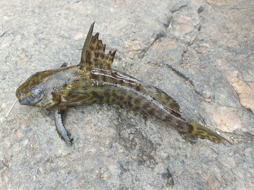 Koe squeaker (Synodontis koensis) — Mochokidae