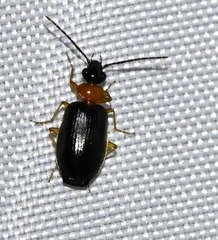 Pentagonica