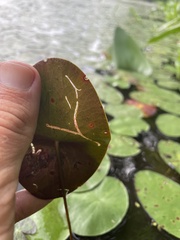 Polypedilum braseniae