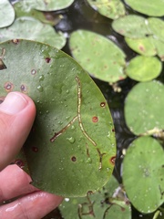 Polypedilum braseniae