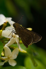 Torbenlarsenia gemella