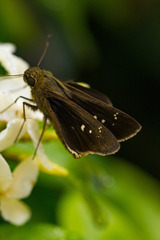 Torbenlarsenia gemella